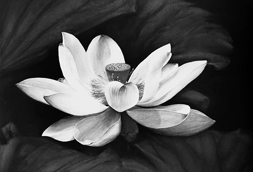 Black and white charcoal drawing of a lotus
