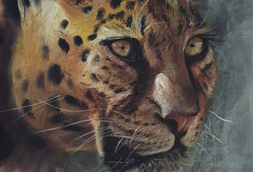 Gaze - wild life drawing art of a leopard by Singapore charcoal artist Liu Ling