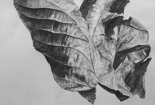 Leaf No.1 - nature art, black and white art, charcoal art, Singapore art