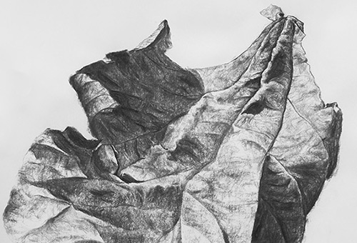 Leaf No.2 - nature drawing, black and white drawing, charcoal drawing, Singapore artwork