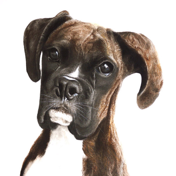Moe Moe - dog portrait. pet portrait. photo-realistic animal drawing.