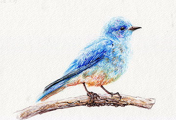 Bird (sold art) - Lifelike animal drawing in pen, wild-life nature art by Singapore artist Liu Ling