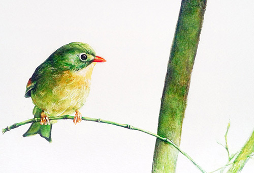 Bird No.4 - Realistic animal drawing in pen, wild-life nature art by Singapore artist Liu Ling